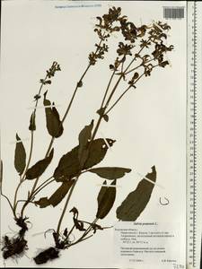 Salvia pratensis L., Eastern Europe, Central region (E4) (Russia)