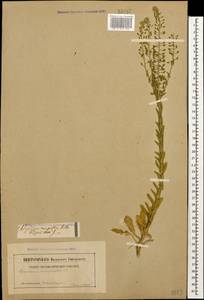 Lepidium campestre (L.) W.T. Aiton, Caucasus, Georgia (K4) (Georgia)