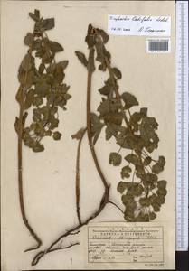 Euphorbia latifolia C.A.Mey. ex Ledeb., Middle Asia, Muyunkumy, Balkhash & Betpak-Dala (M9) (Kazakhstan)