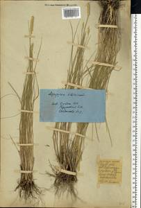 Agropyron fragile (Roth) P.Candargy, Eastern Europe, Eastern region (E10) (Russia)