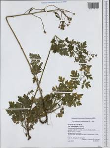 Tanacetum parthenium (L.) Sch. Bip., Western Europe (EUR) (Netherlands)