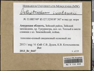 Lewinskya iwatsukii (Ignatov) F. Lara, Garilleti & Goffinet, Bryophytes, Bryophytes - Russian Far East (excl. Chukotka & Kamchatka) (B20) (Russia)