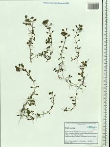 Lythrum portula (L.) D. A. Webb, Eastern Europe, Northern region (E1) (Russia)