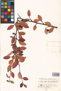 Cotoneaster acutifolius Turcz., Eastern Europe, Moscow region (E4a) (Russia)
