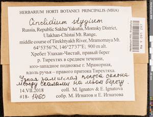 Cinclidium stygium Sw., Bryophytes, Bryophytes - Yakutia (B19) (Russia)