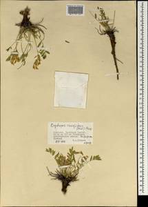 Oxytropis caespitosa (Pall.)Pers., Mongolia (MONG) (Mongolia)
