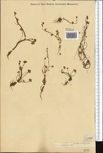 Ranunculus natans C. A. Mey., Middle Asia, Muyunkumy, Balkhash & Betpak-Dala (M9) (Kazakhstan)