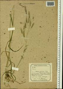 Bromus pumpellianus Scribn., Siberia, Baikal & Transbaikal region (S4) (Russia)