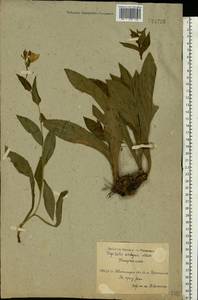 Digitalis grandiflora Mill., Eastern Europe, North Ukrainian region (E11) (Ukraine)