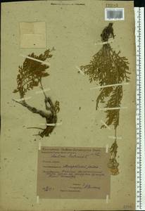 Lomelosia isetensis (L.) Soják, Eastern Europe, Eastern region (E10) (Russia)