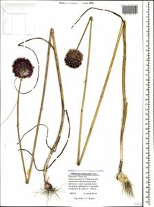 Allium fuscoviolaceum Fomin, Caucasus, Stavropol Krai, Karachay-Cherkessia & Kabardino-Balkaria (K1b) (Russia)