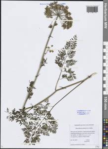 Thysselinum palustre (L.) Hoffm., Eastern Europe, Moscow region (E4a) (Russia)
