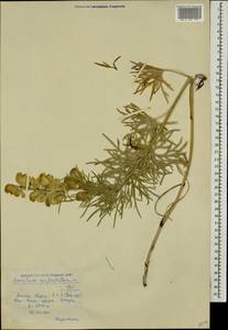 Aconitum confertiflorum (DC.) Gáyer, Caucasus, Krasnodar Krai & Adygea (K1a) (Russia)