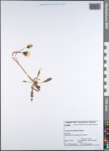Taraxacum ceratophorum (Ledeb.) DC., Siberia, Central Siberia (S3) (Russia)