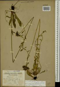 Pilosella piloselloides subsp. praealta (Gochnat) S. Bräut. & Greuter, Eastern Europe, South Ukrainian region (E12) (Ukraine)