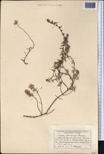 Thymus dmitrievae Gamajun., Middle Asia, Western Tian Shan & Karatau (M3) (Kyrgyzstan)
