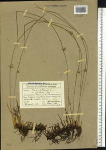 Juncus filiformis L., Siberia, Altai & Sayany Mountains (S2) (Russia)