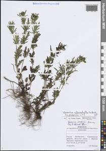 Veronica austriaca subsp. jacquinii (Baumg.) Watzl, Eastern Europe, Lower Volga region (E9) (Russia)