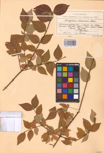 Euonymus verrucosus Scop., Eastern Europe, Lower Volga region (E9) (Russia)