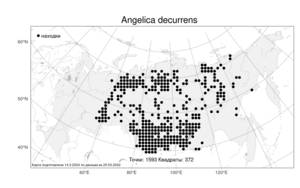 Angelica decurrens (Ledeb.) B. Fedtsch., Atlas of the Russian Flora (FLORUS) (Russia)