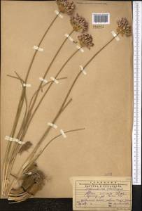 Allium inderiense Fisch. ex Bunge, Middle Asia, Western Tian Shan & Karatau (M3) (Kazakhstan)