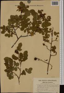 Rosa tomentosa Sm., Western Europe (EUR) (Hungary)