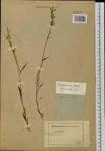 Silene jeniseensis Willd., Siberia, Baikal & Transbaikal region (S4) (Russia)