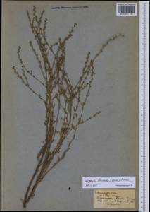 Lappula barbata (M. Bieb.) Gürke, Middle Asia, Kopet Dag, Badkhyz, Small & Great Balkhan (M1) (Turkmenistan)