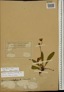 Pilosella flagellaris (Willd.) Arv.-Touv., Eastern Europe, Western region (E3) (Russia)