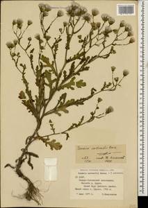 Senecio viscosus L., Caucasus, North Ossetia, Ingushetia & Chechnya (K1c) (Russia)