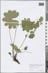 Alchemilla murbeckiana Buser, Eastern Europe, Northern region (E1) (Russia)