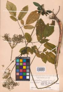 Chaerophyllum aromaticum L., Eastern Europe, Central region (E4) (Russia)