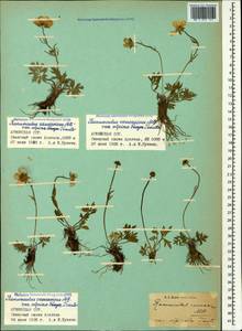 Ranunculus caucasicus M. Bieb., Caucasus, Armenia (K5) (Armenia)