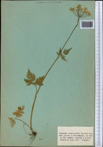 Aegopodium alpestre Ledeb., Middle Asia, Northern & Central Tian Shan (M4) (Kyrgyzstan)