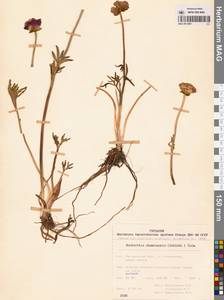 Ranunculus glacialis var. camissonis (Schltdl.) L. D. Benson, Siberia, Chukotka & Kamchatka (S7) (Russia)