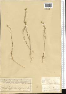 Erysimum leucanthemum (Stephan) B. Fedtsch., Middle Asia, Muyunkumy, Balkhash & Betpak-Dala (M9) (Kazakhstan)