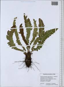 Polystichum lonchitis (L.) Roth, Siberia, Chukotka & Kamchatka (S7) (Russia)