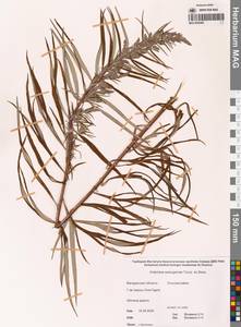 Artemisia selengensis Turcz. ex Besser, Siberia, Chukotka & Kamchatka (S7) (Russia)
