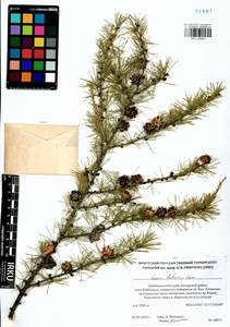 Larix gmelinii (Rupr.) Kuzen., Siberia, Baikal & Transbaikal region (S4) (Russia)