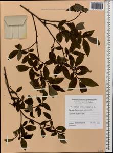 Vaccinium arctostaphylos L., Caucasus, Georgia (K4) (Georgia)