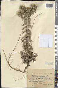 Carlina vulgaris L., Western Europe (EUR) (Bulgaria)