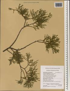 Juniperus foetidissima Willd., South Asia, South Asia (Asia outside ex-Soviet states and Mongolia) (ASIA) (Cyprus)