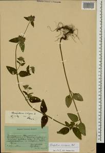 Clinopodium vulgare L., Caucasus, Stavropol Krai, Karachay-Cherkessia & Kabardino-Balkaria (K1b) (Russia)