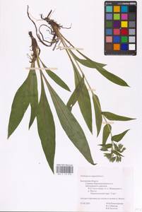MHA 0 152 818, Pulmonaria angustifolia L., Eastern Europe, Central region (E4) (Russia)