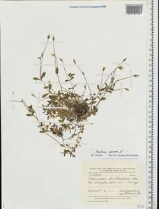 Cerastium alpinum L., Eastern Europe, Northern region (E1) (Russia)