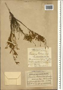 Tamarix ramosissima Ledeb., Caucasus, Azerbaijan (K6) (Azerbaijan)