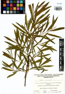 Salix viminalis L., Siberia, Baikal & Transbaikal region (S4) (Russia)