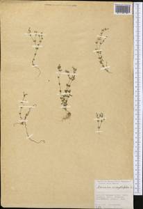 Arenaria serpyllifolia L., Middle Asia, Western Tian Shan & Karatau (M3) (Kazakhstan)