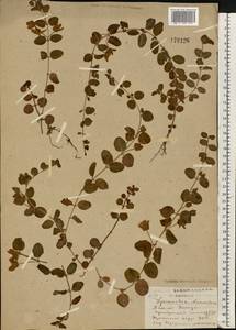 Lysimachia nummularia L., Eastern Europe, South Ukrainian region (E12) (Ukraine)