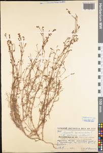 Cynanchica pyrenaica subsp. cynanchica (L.) P.Caputo & Del Guacchio, Eastern Europe, North Ukrainian region (E11) (Ukraine)